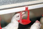 Huhn